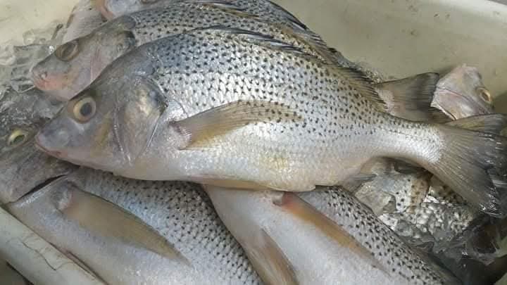 Poisson Sompate ( le kilo )